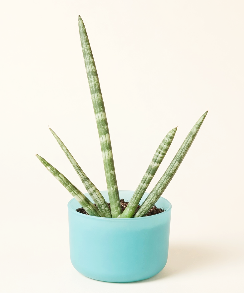9” Starfish Snake Plant 02.png