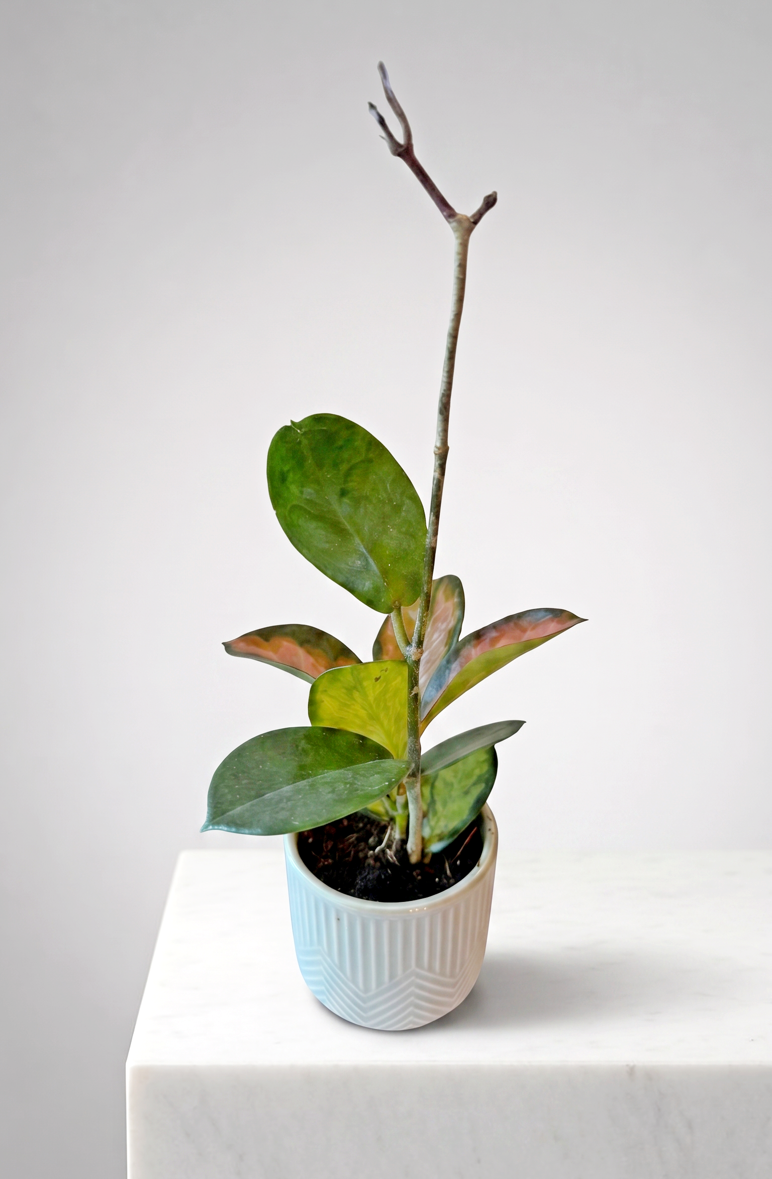 Hoya Tricolor and seafoam Planter 02.png