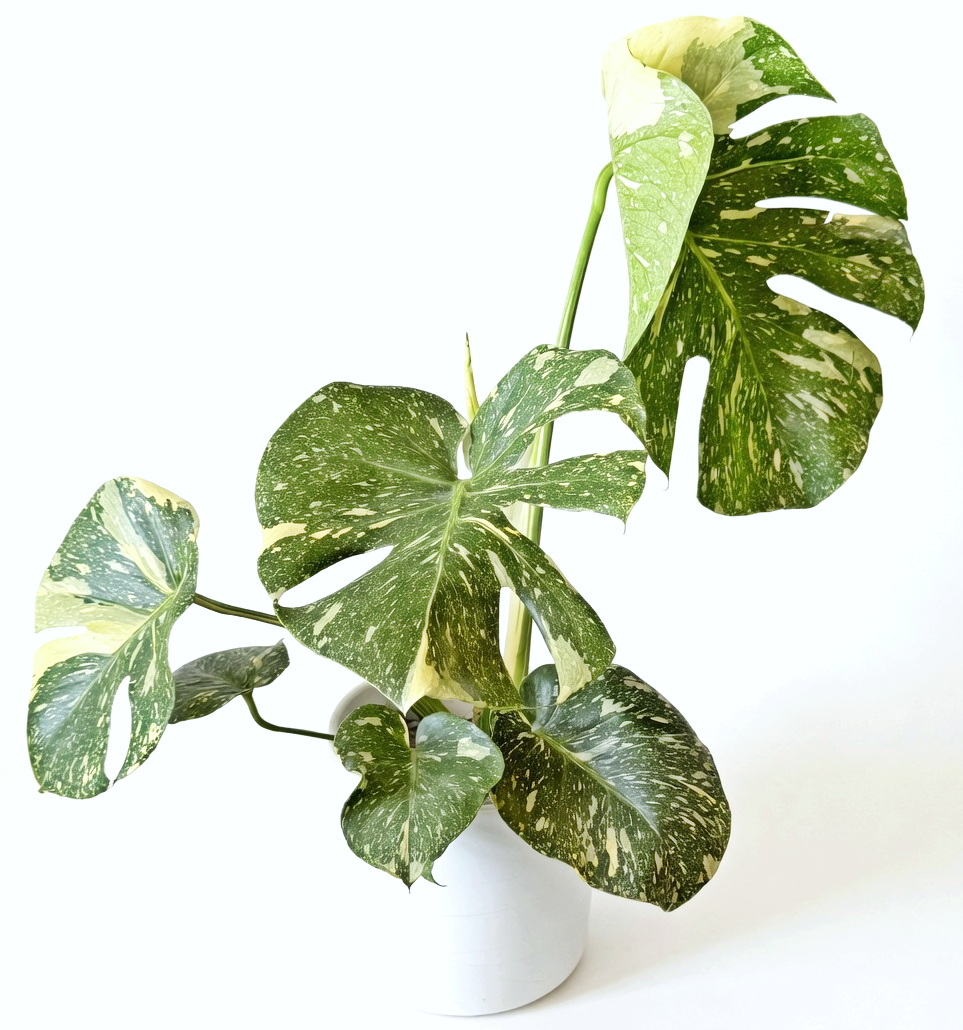 Monstera Thai Constellation in White Ceramic Pot