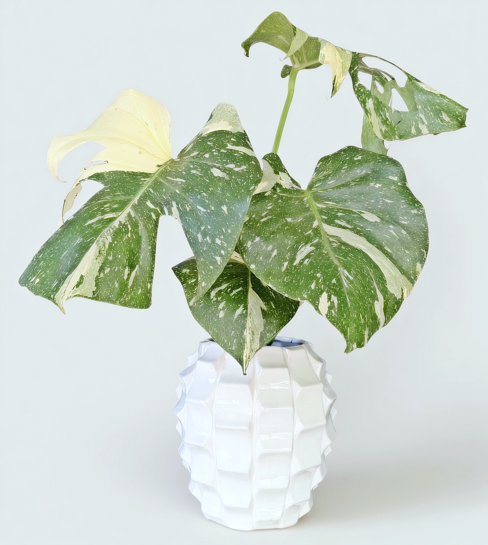 Monstera deliciosa ‘Thai Constellation’ in Sculptural White Ceramic Pot
