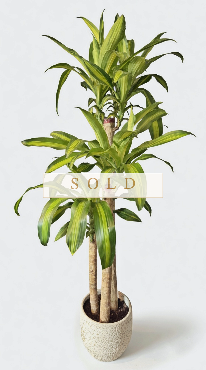 sold Dracaena-fragrans-Massangeana-SOLD(1).png