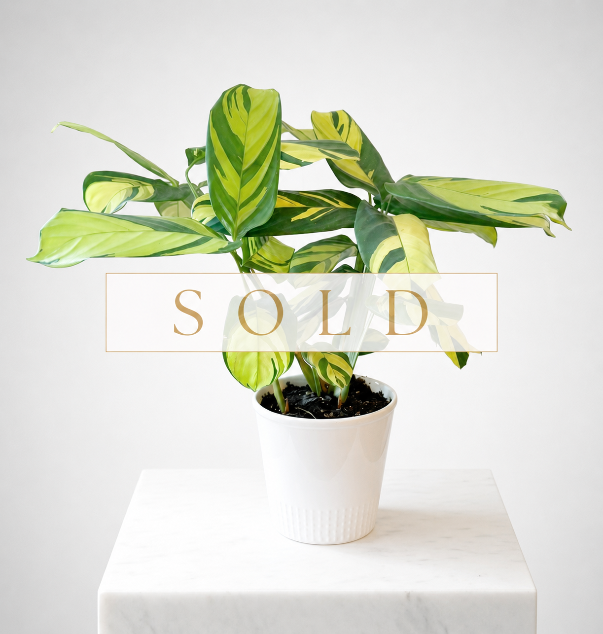 Golden Mosaic Ctenanthe / Never-Never Plant in White Ceramic Planter