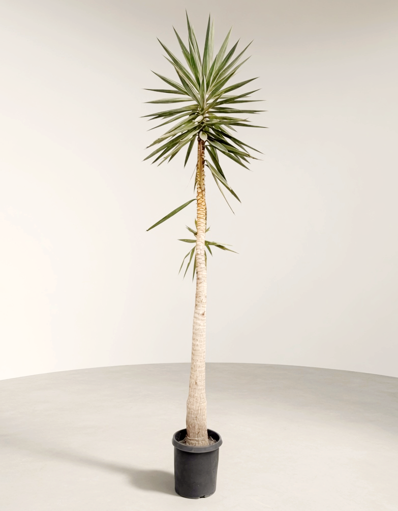 yucca 01.png