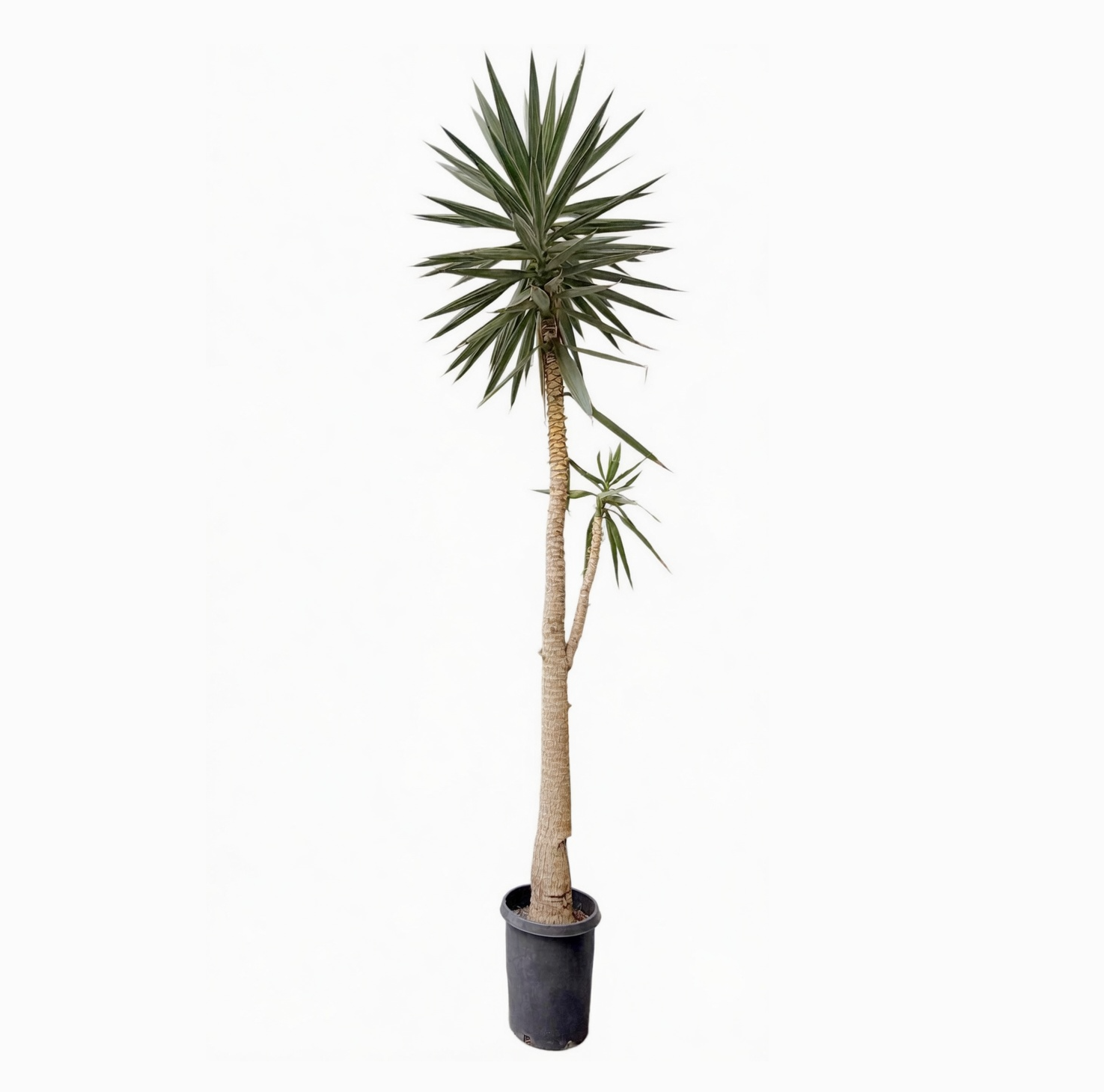 yucca no background 02.png