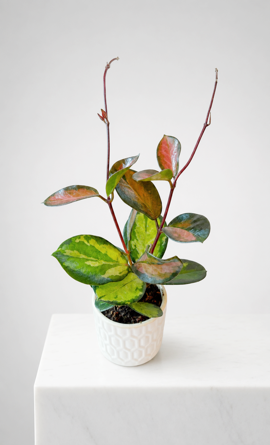 Hoya Tricolor and Cream Planter 02.png