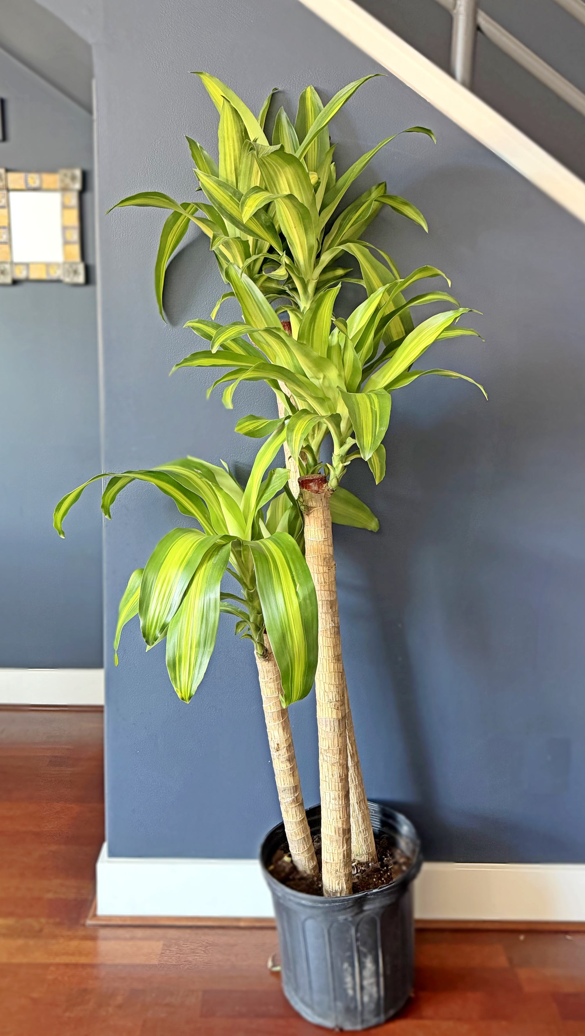 Dracaena fragrans Massangeana  01_01.png