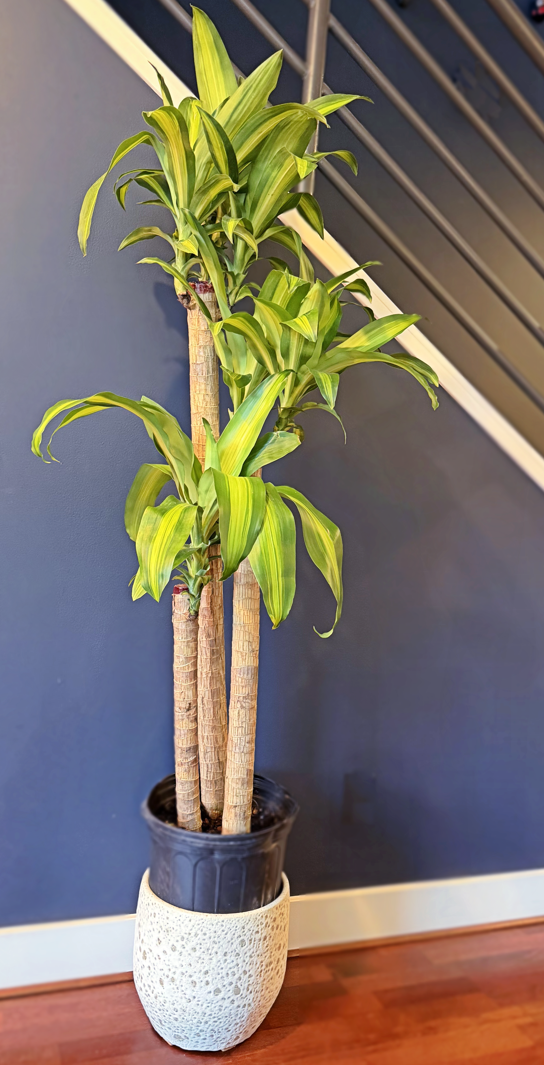 Dracaena fragrans Massangeana  01_04.png