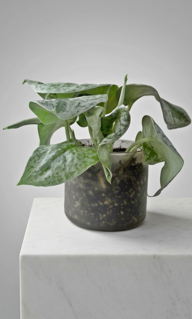 Satin Pothos Silver Splash 02.png