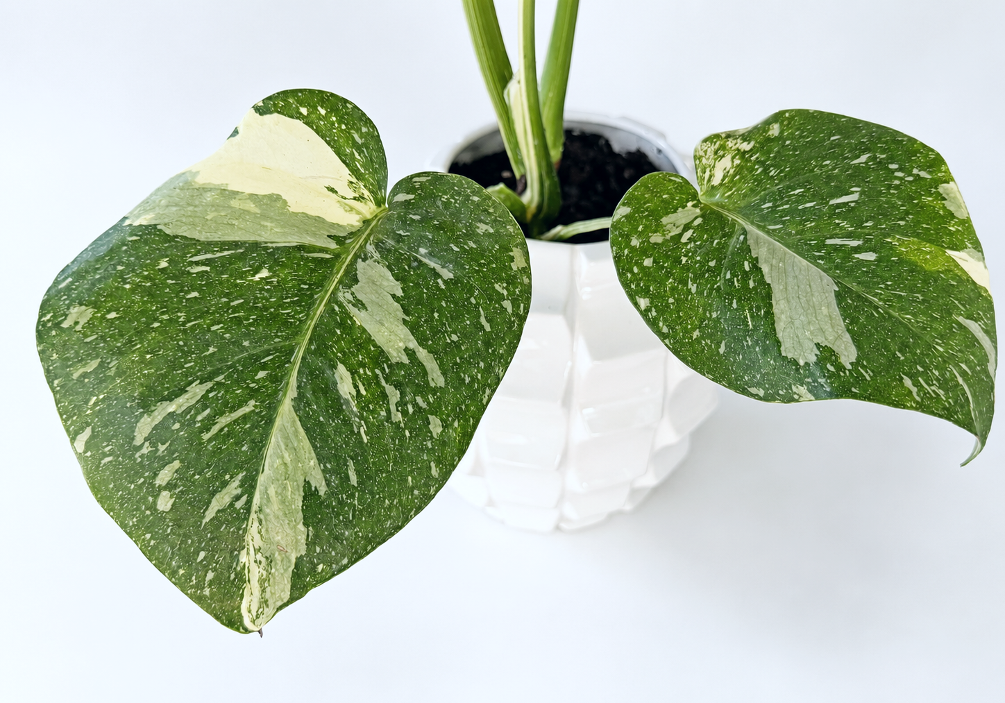 Monstera deliciosa 01_03.png