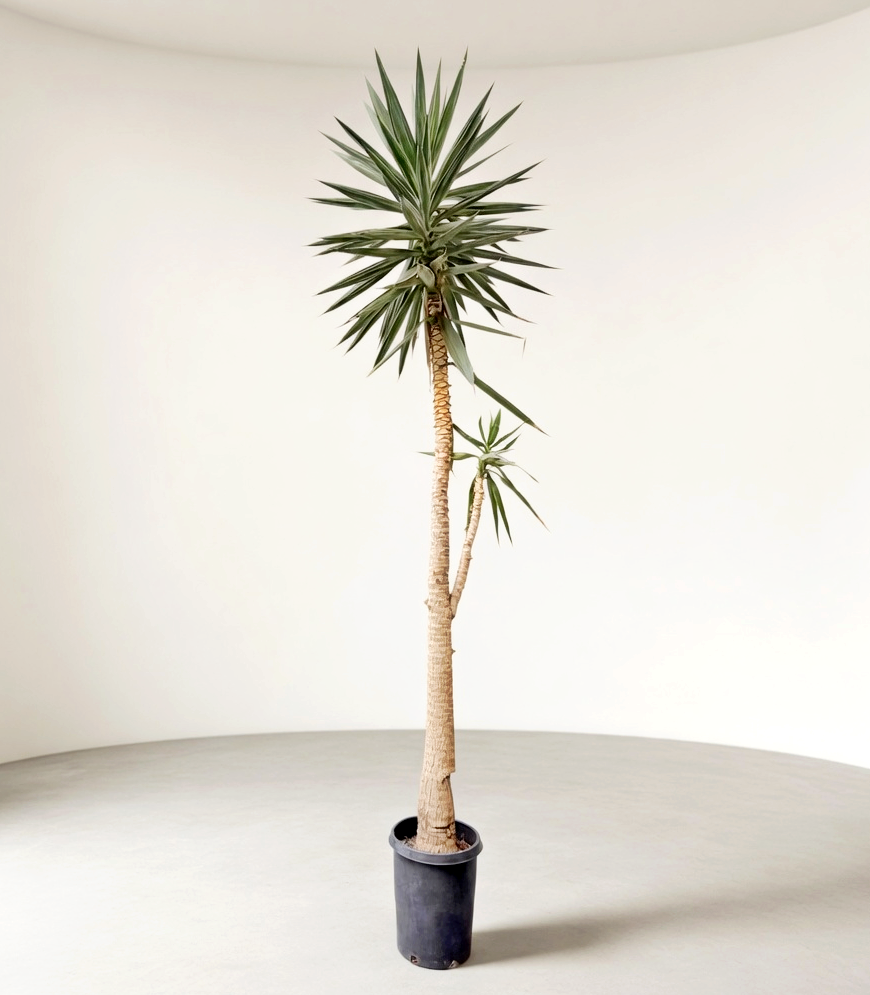 15 foot Yucca Elephantipes (Spineless Yucca) Indoor Statement Tree