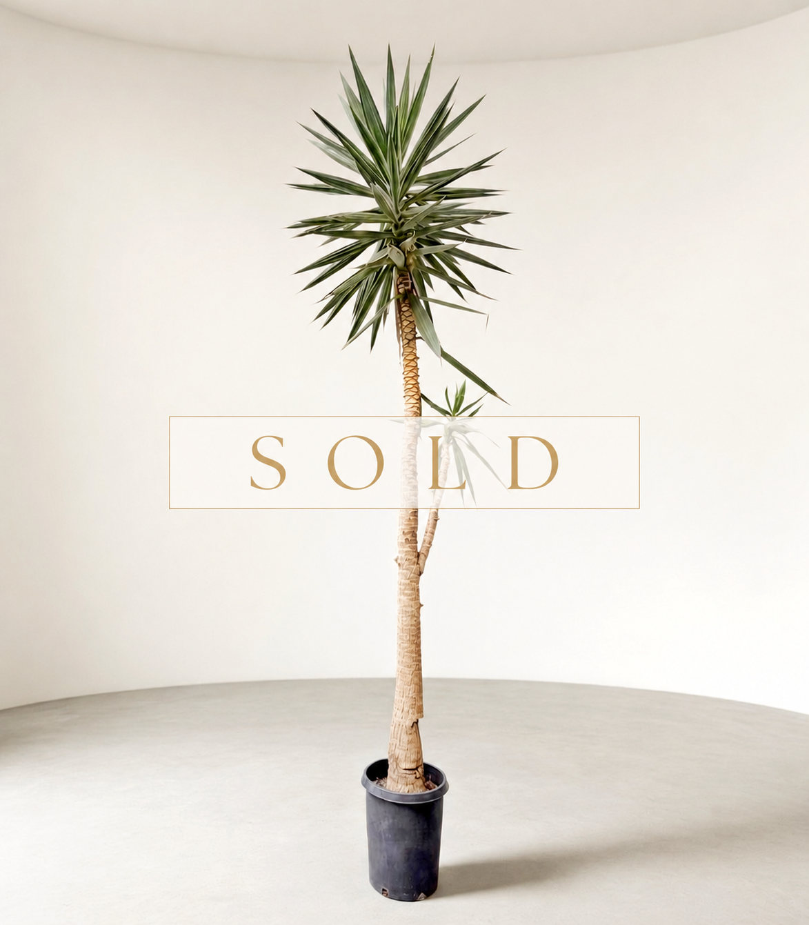 sold 15 foot Yucca .png