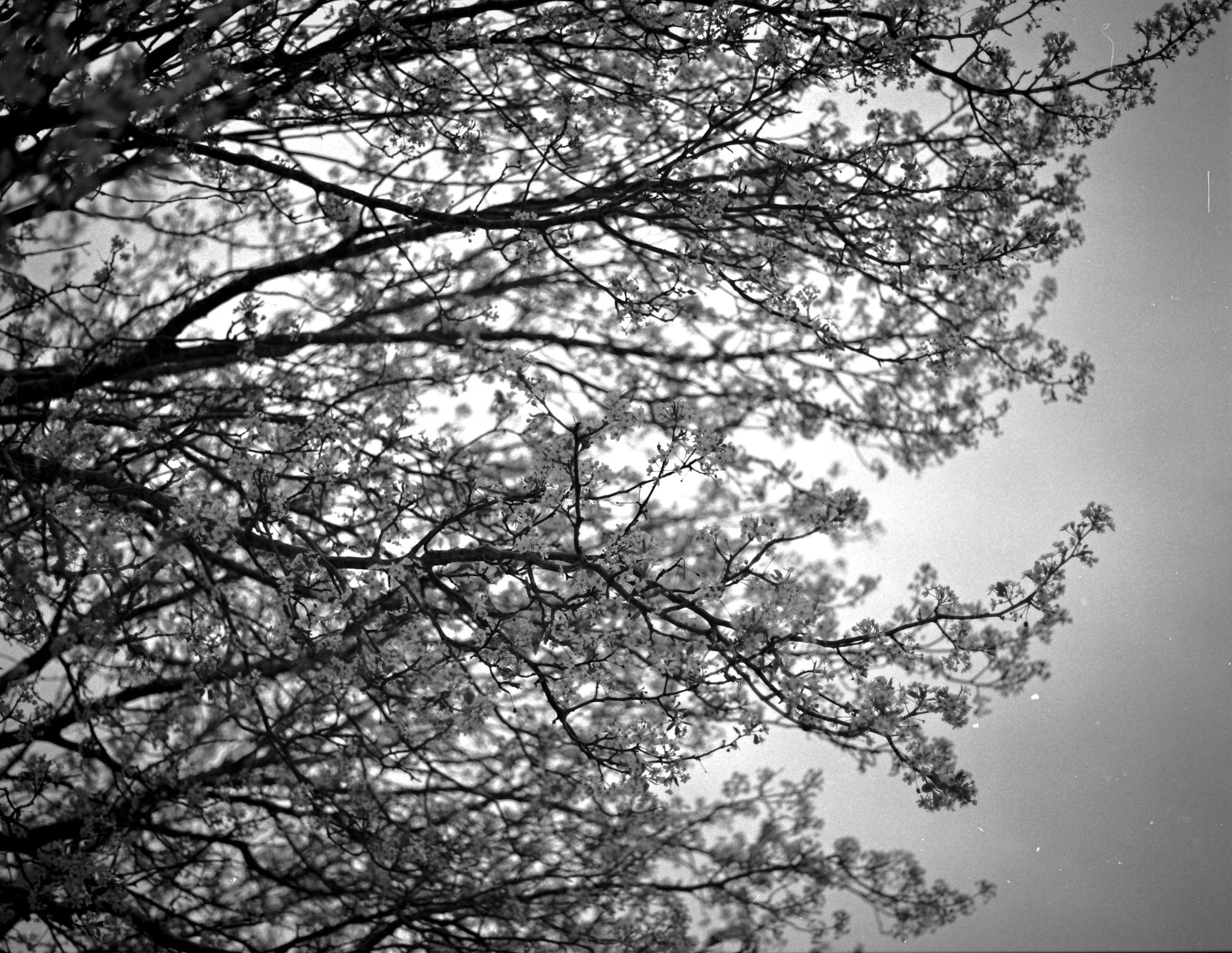 13-IMG_20240312_0001 copy 2.jpg