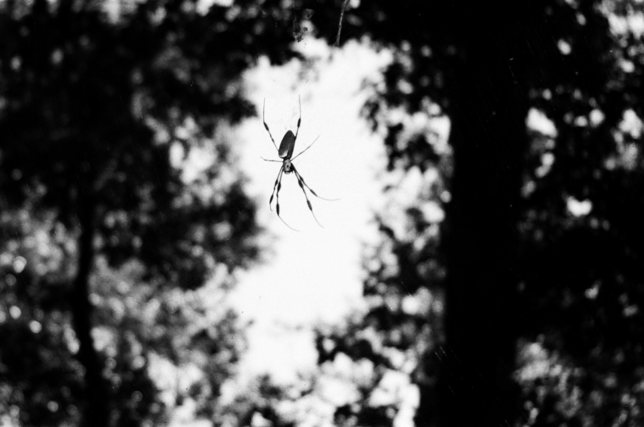 Untitled. Leland, NC '23. (Ilford HP5.)