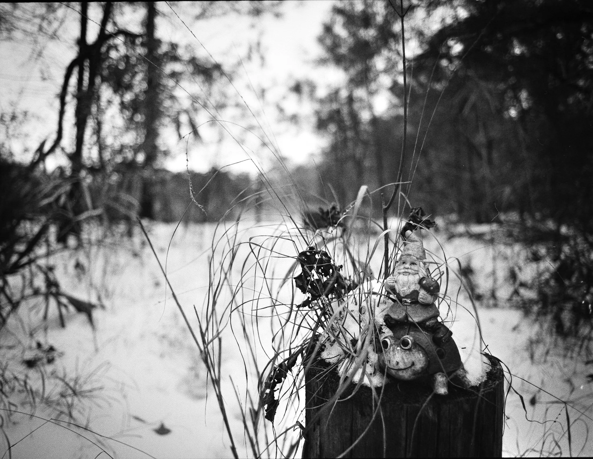 Snow Gnome. Leland, NC '25. ( Kodak Tri-x 400.)
