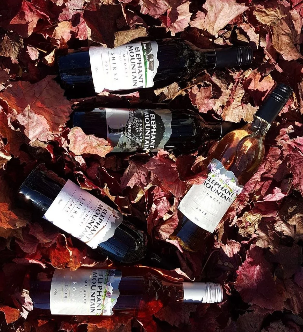 Several bottles of Elephant Mountain wine lying among fallen autumn leaves.