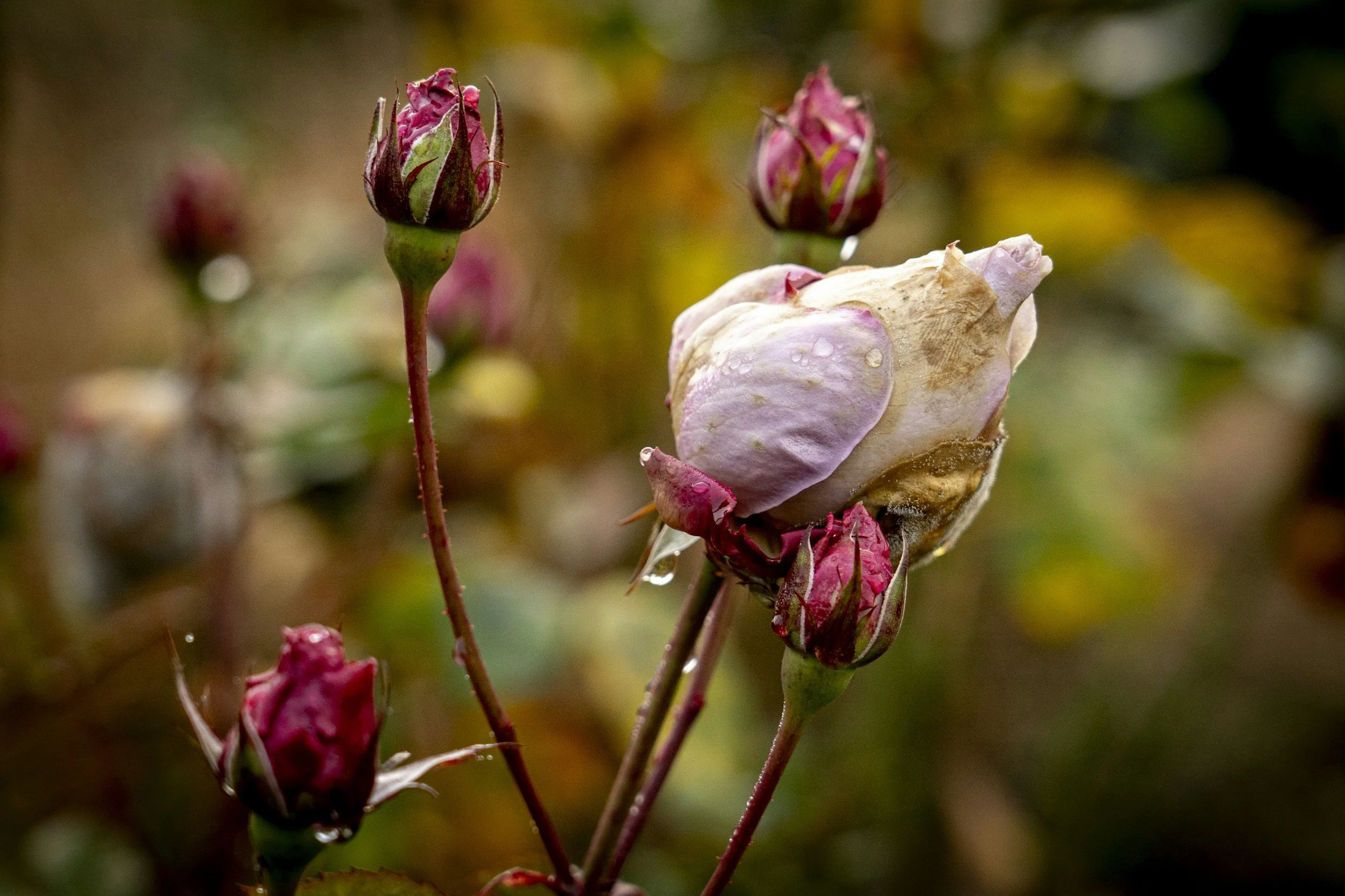 Stress and Fertility from a Traditional Chinese Medicine Perspective