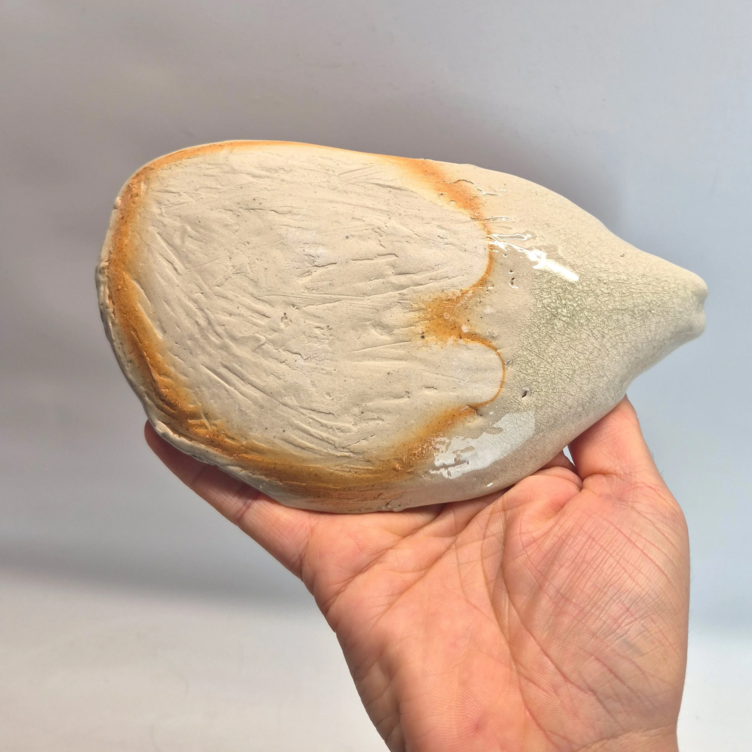 shell-4.jpg