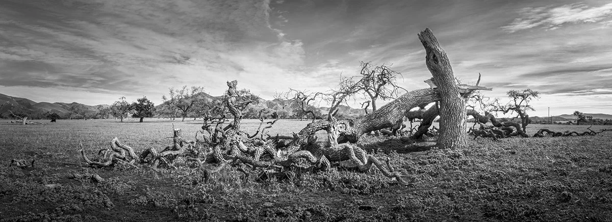 Fallen Oak by Fred Aaron
