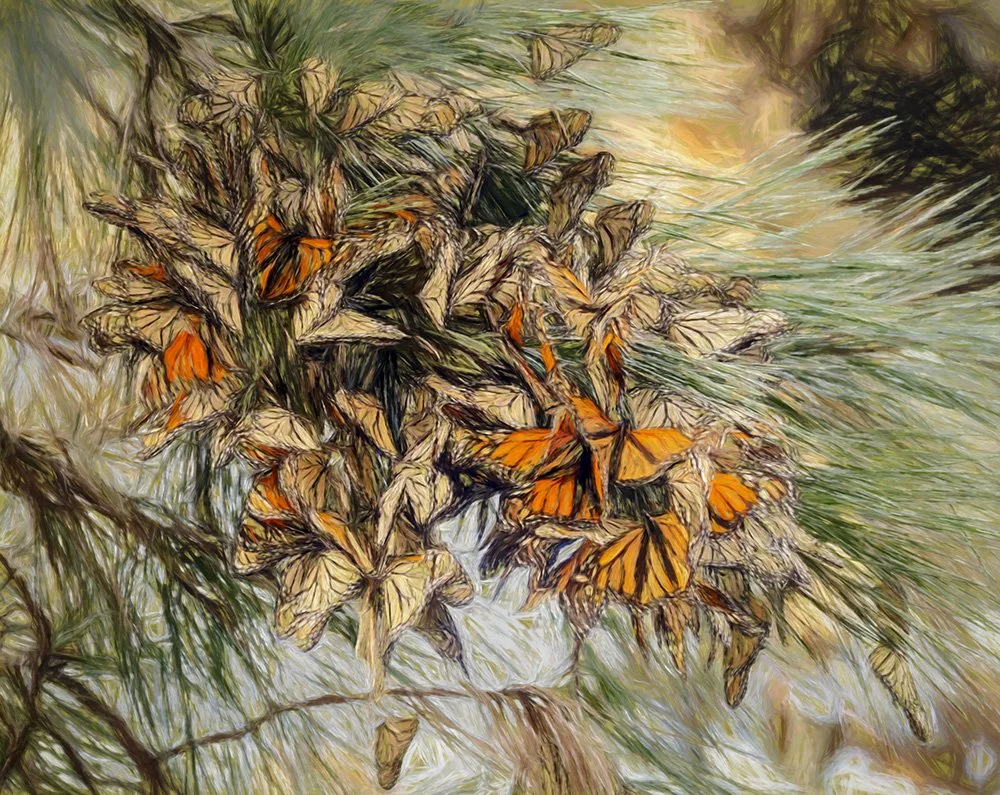 Monarchs Wintering In PG by Alan Hart