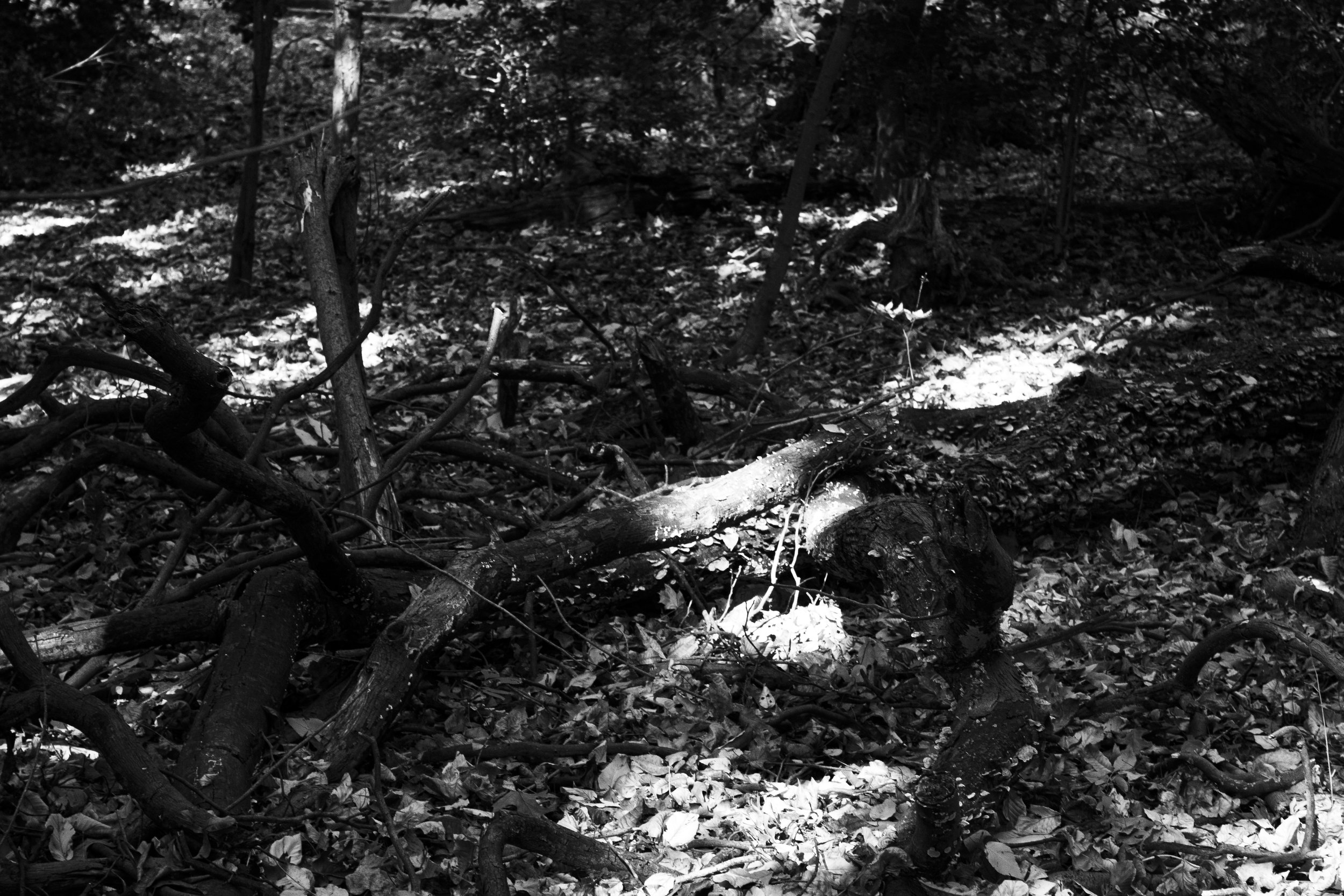 In the Woods Part 1