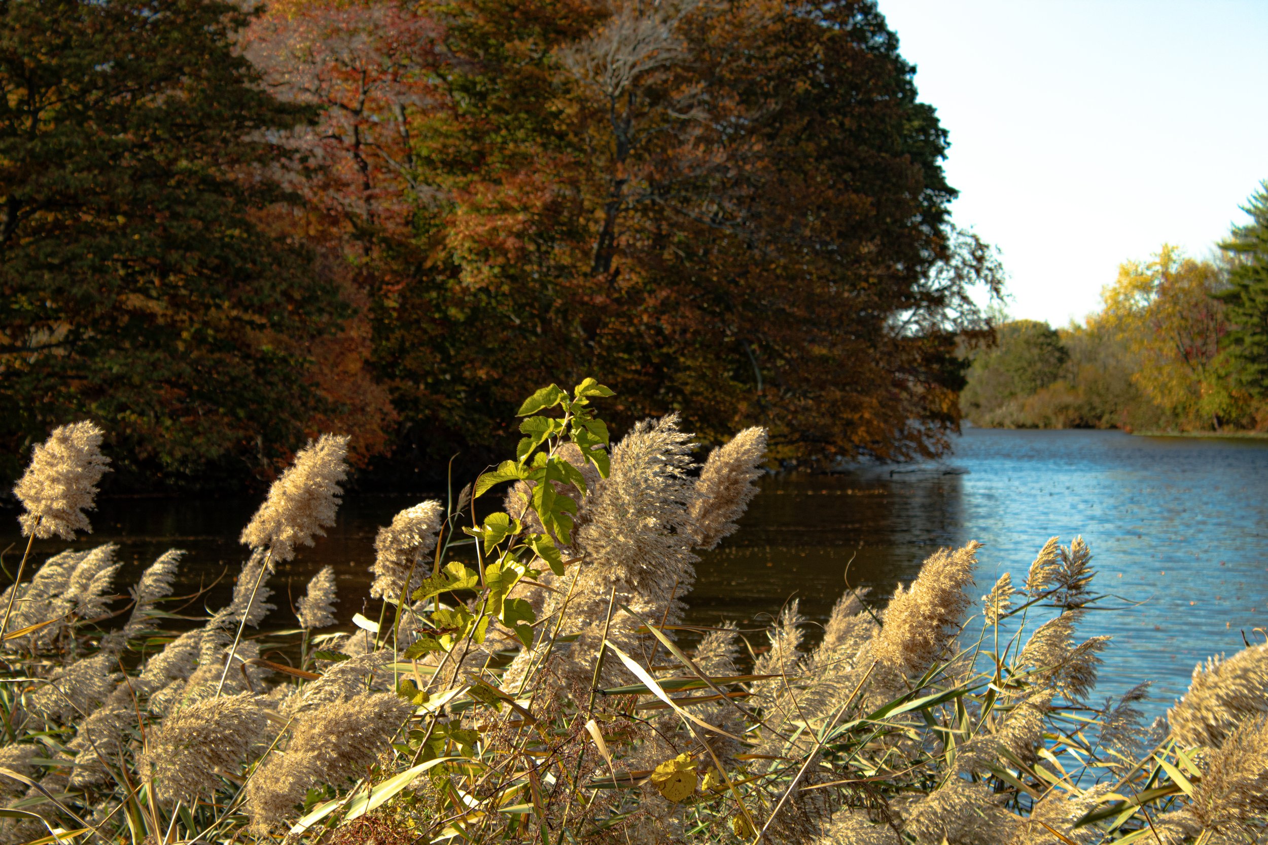 A Field and a Body of Water
