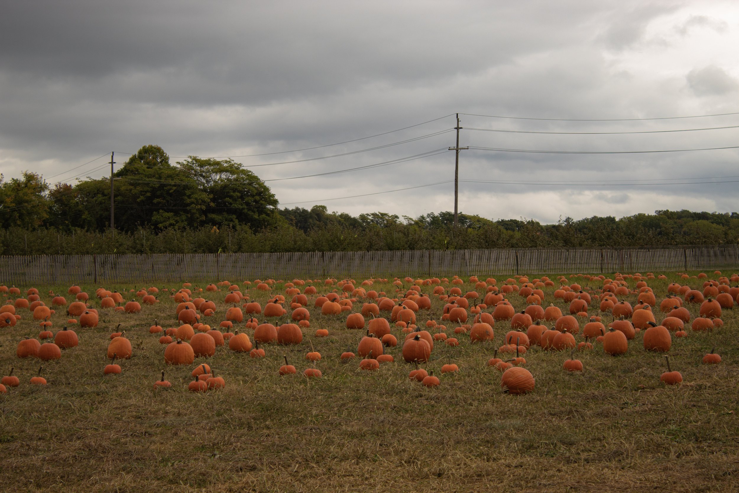 Pumpkin Patch