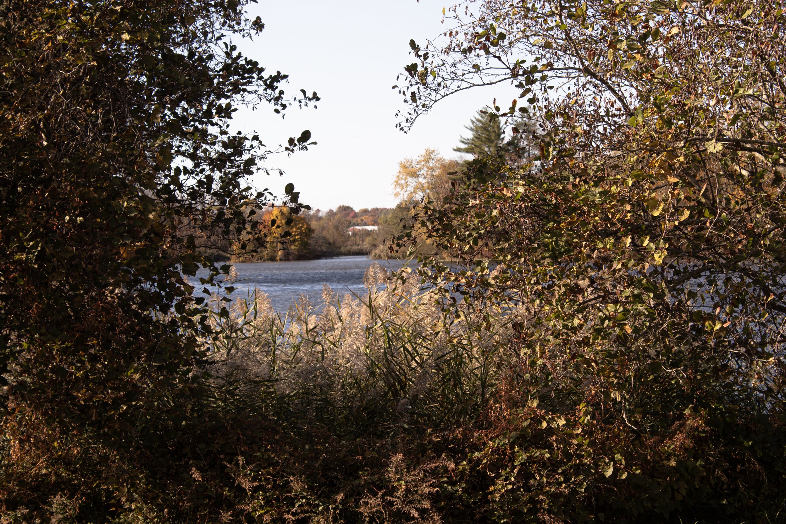 Peek at the Lake