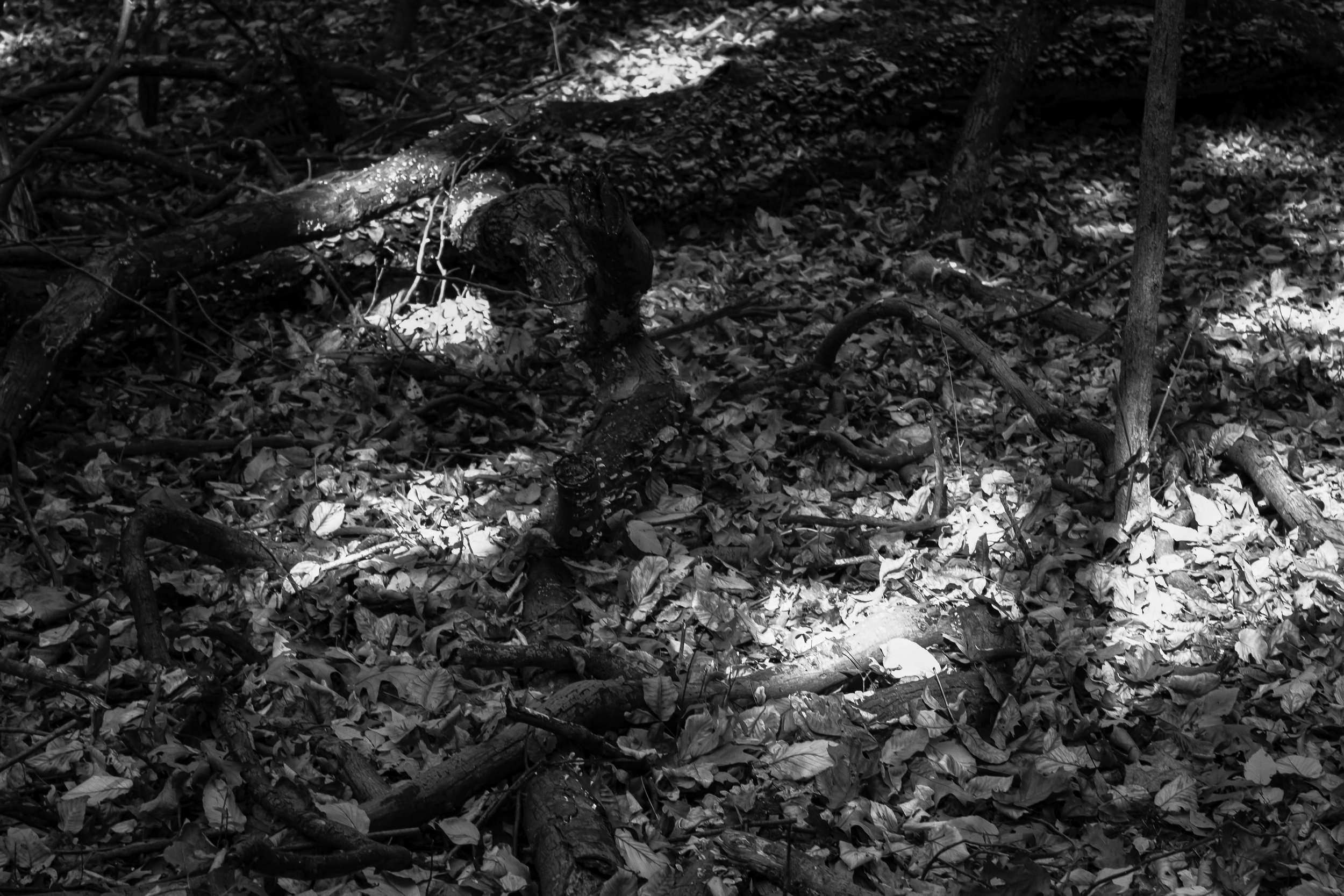 In the Woods Part 2
