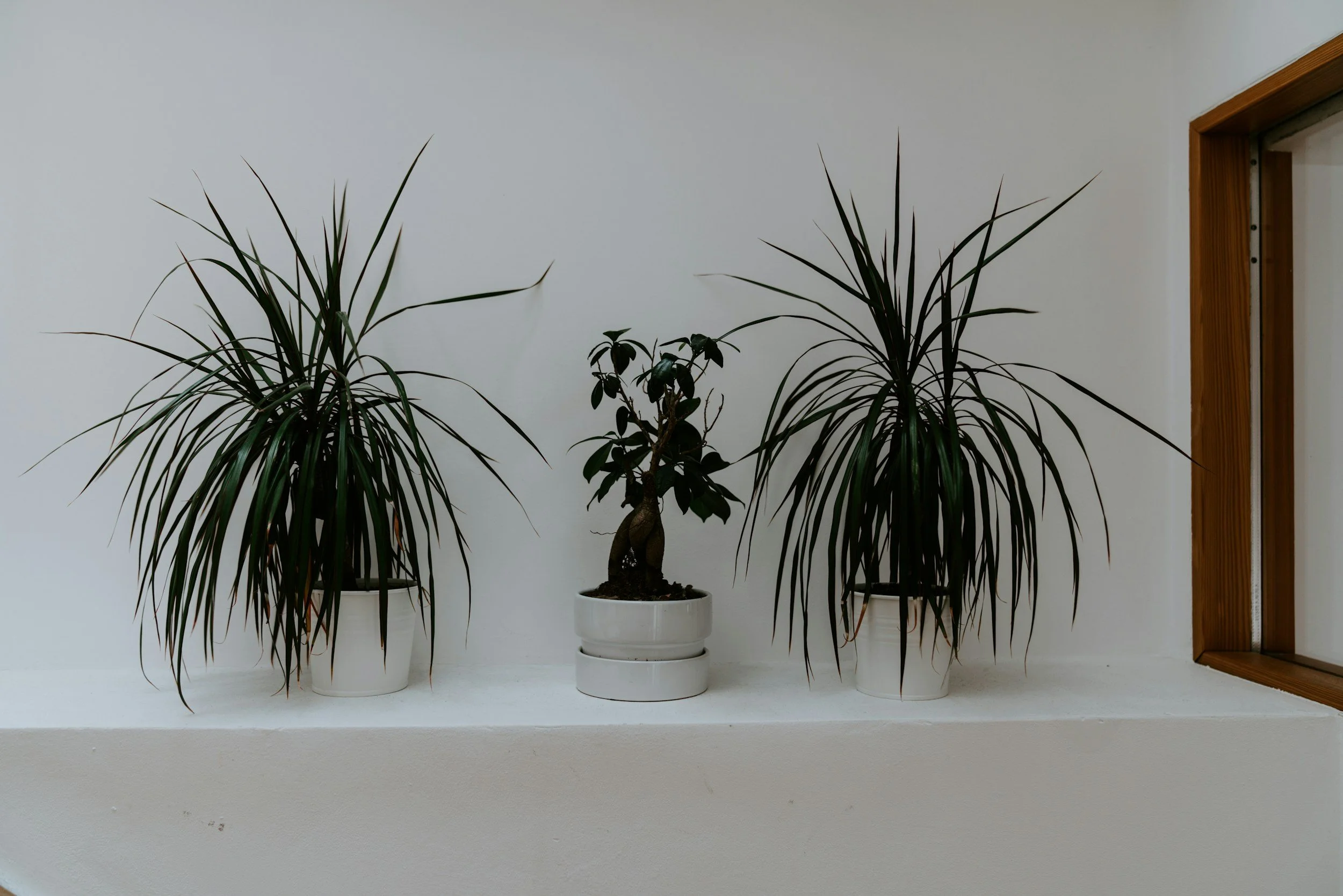 Three potted indoor plants on a white shelf against a white wall, with an open window frame on the right.