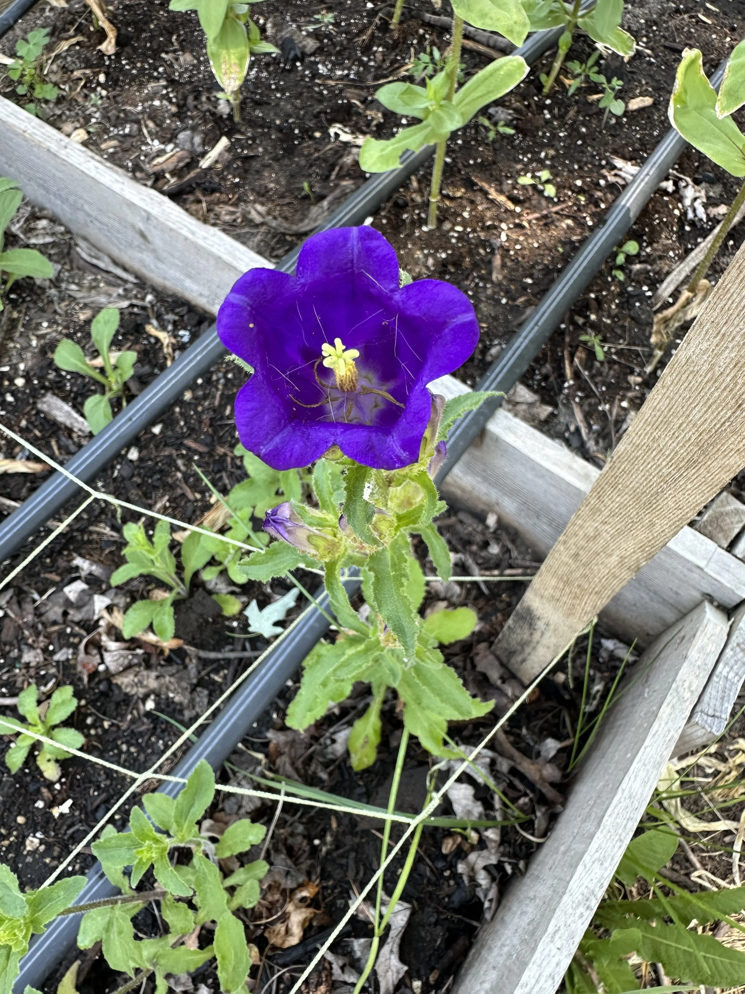 IMG_5790.jpeg