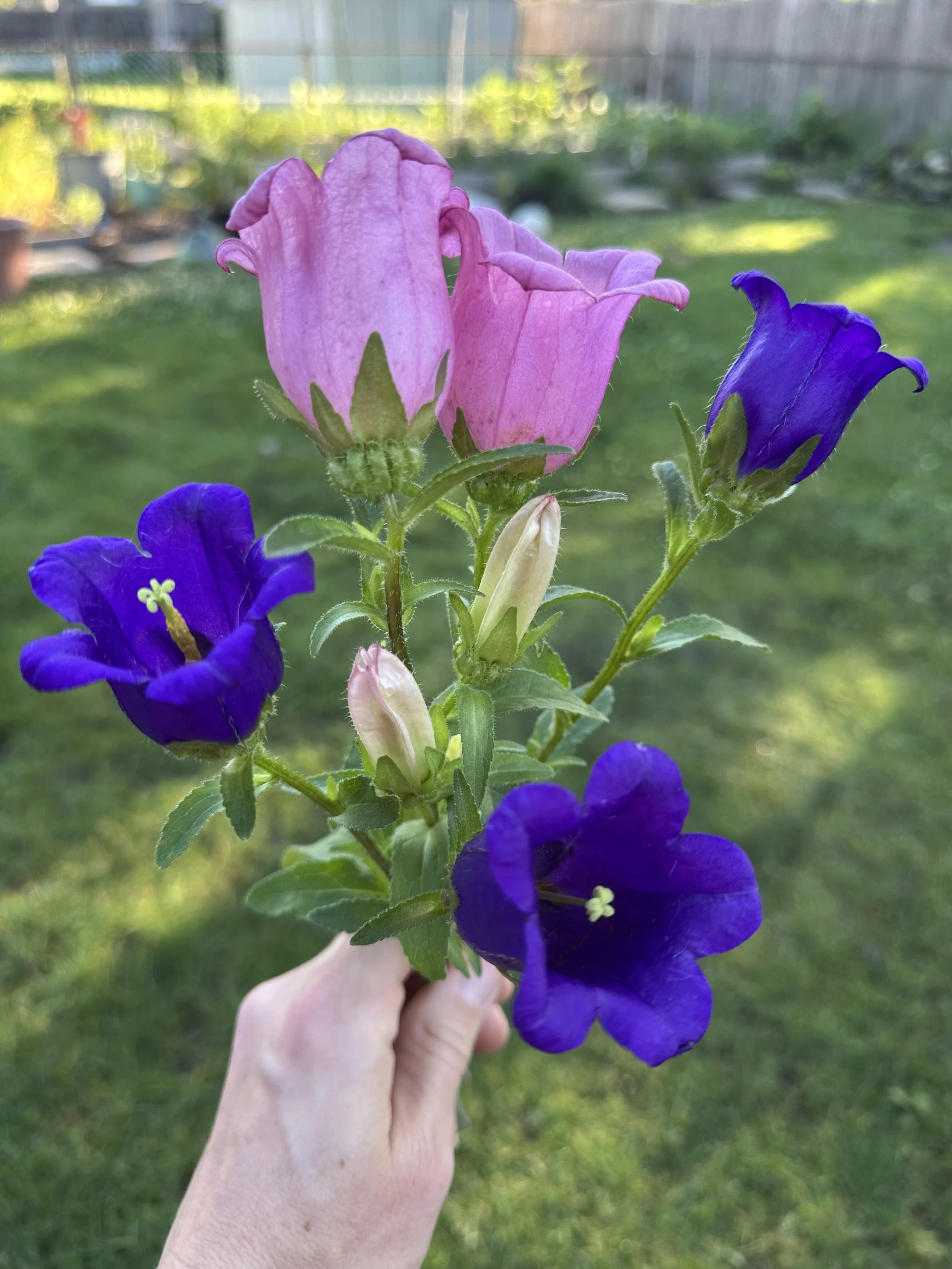 Campanula #1.jpg