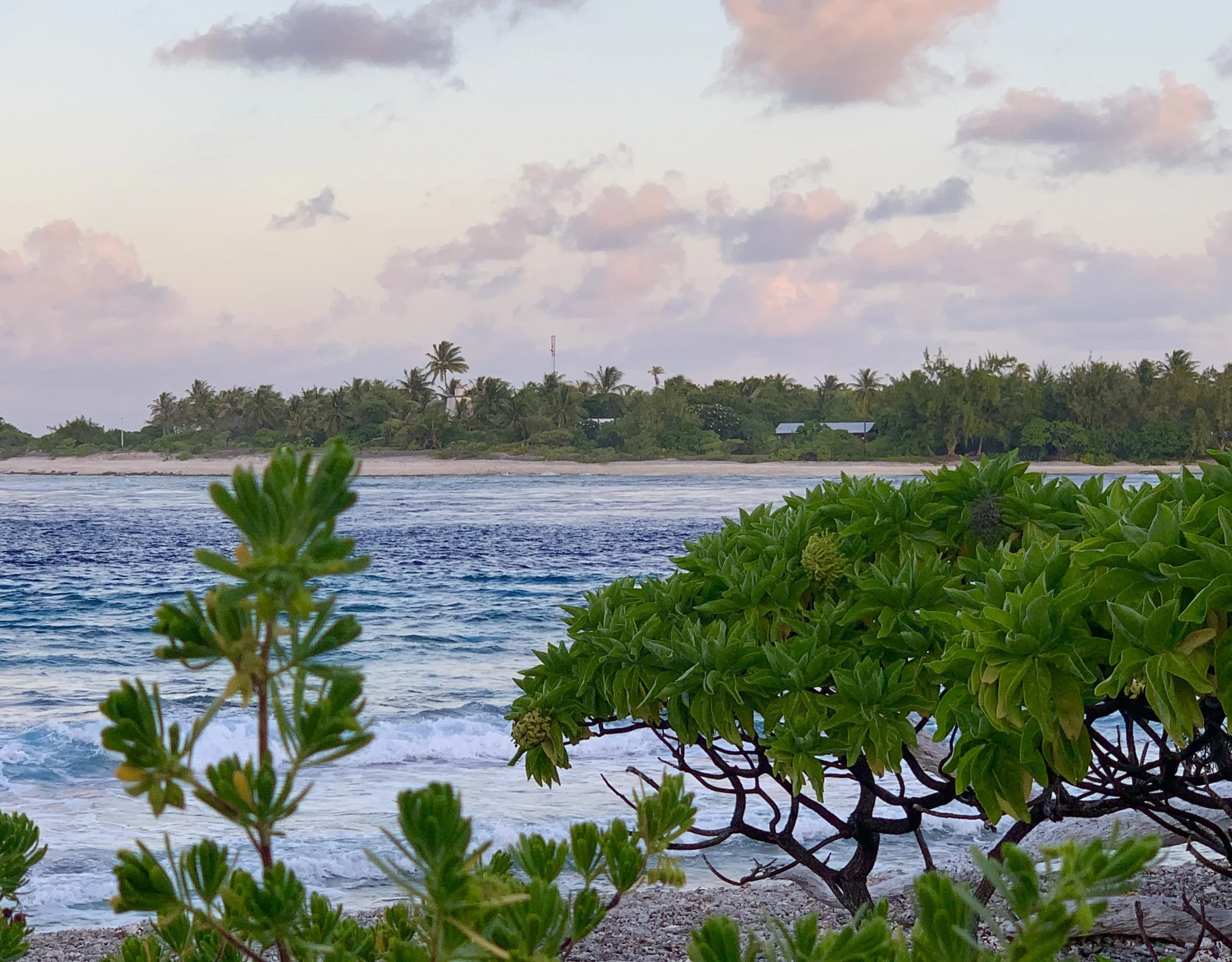 Vue de la plage avec des plantes vertes au premier plan, la mer, des palmiers et une végétation tropicale à l'horizon, sous un ciel nuageux au coucher du soleil à Rangiroa.