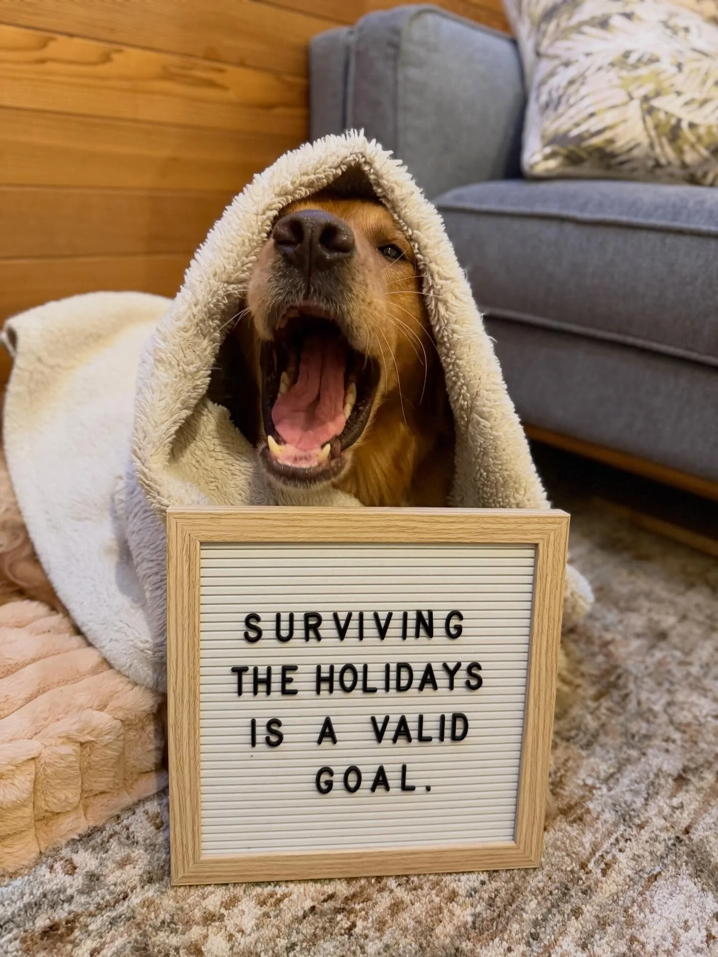 Parker PSA 🧐

I&rsquo;m off the coast next week but still taking consults.  Take care of yourself and it&rsquo;s okay to say no ❤️ 

#therapydog #goldensofinstagram