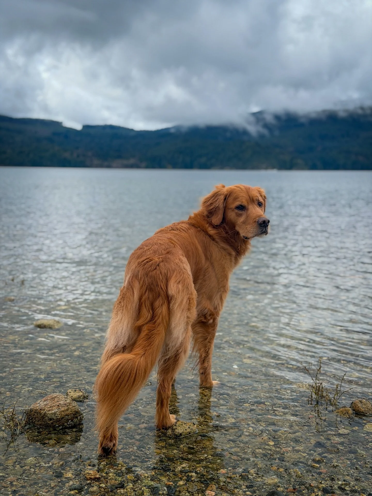 Please tell him how handsome he is in the comments 😭
.
.
.
.
#therapydog #therapydogsofinstagram