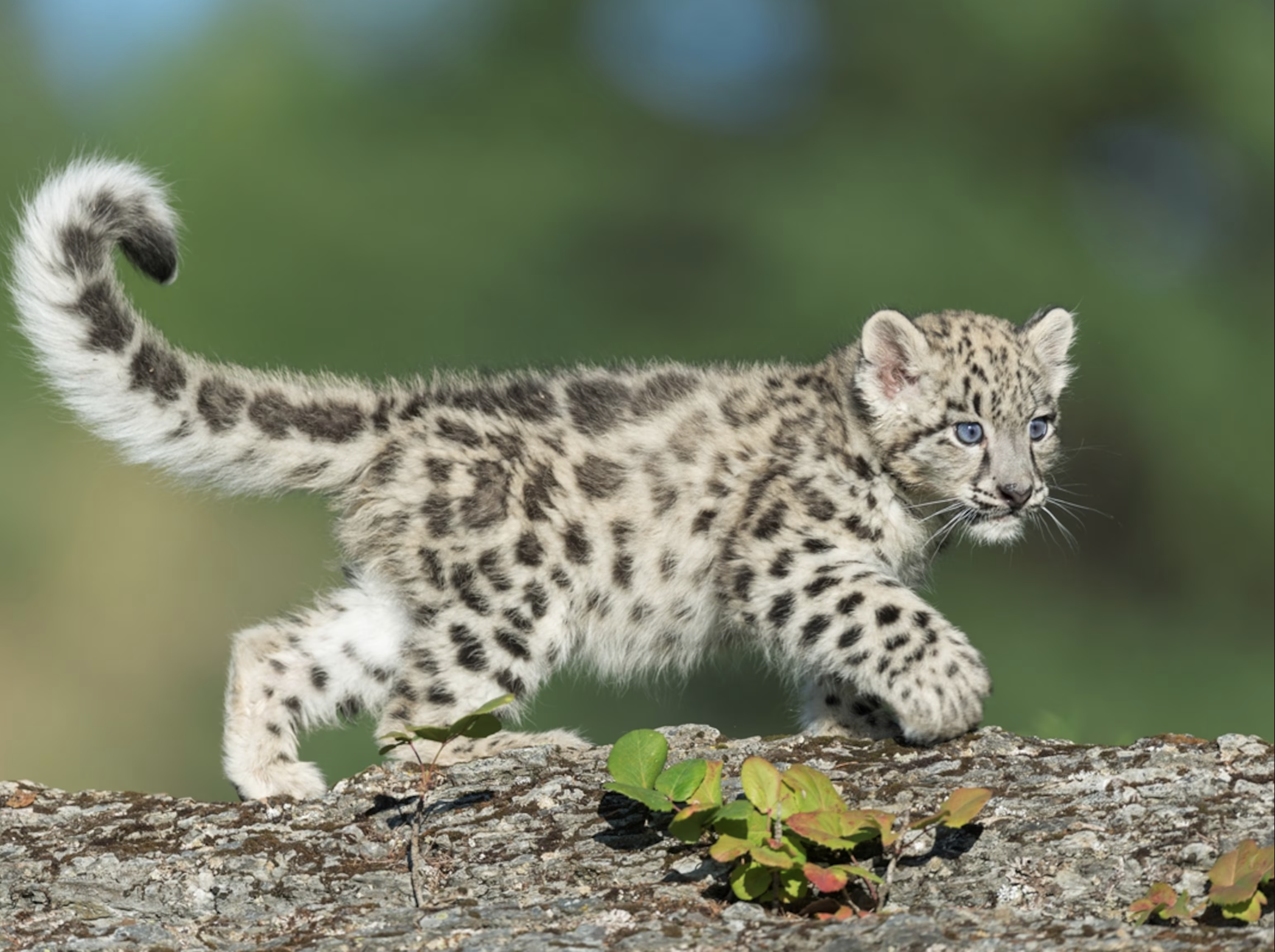 Wildlife