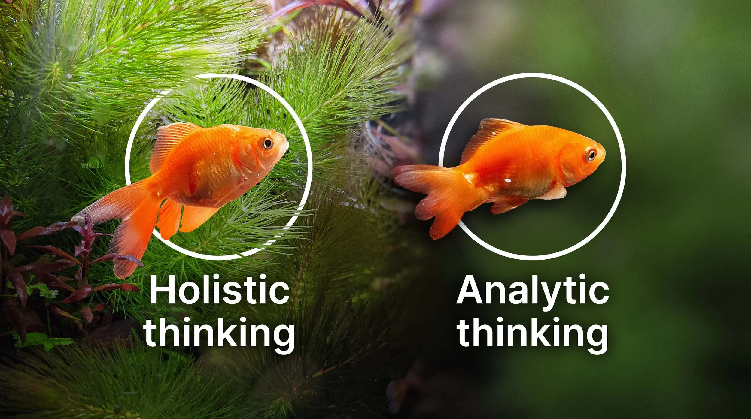 Two goldfish each circled with text holistic thinking and analytic thinking to show differences in cultural perception