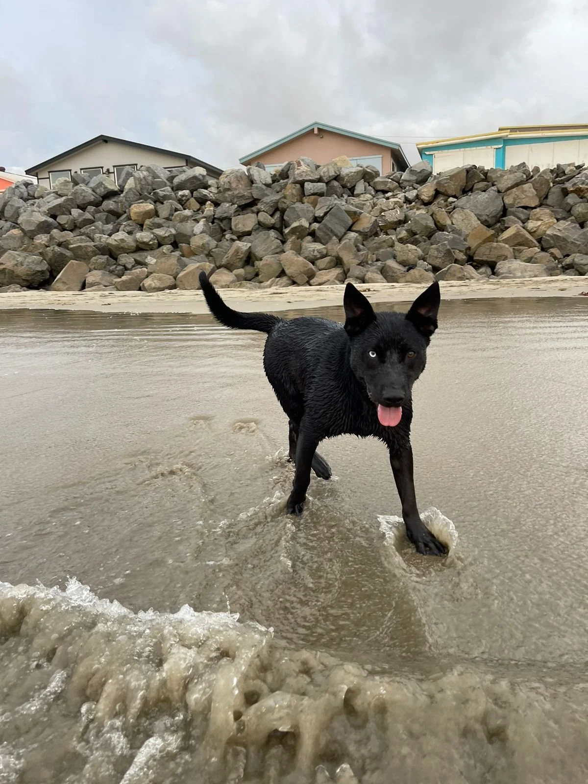 Zeus - Zeus was fostered for two months, and his foster family fell in love with him! After two months they confirmed adoption