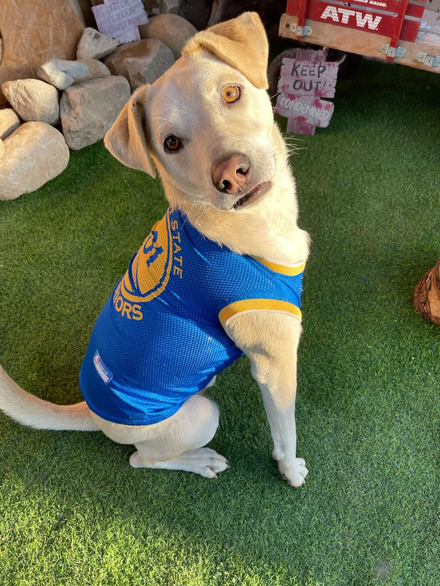 A happy dog wearing a red bandana with a sheriff's badge and a brown cowboy hat, sitting on a blue surface with a colorful background.