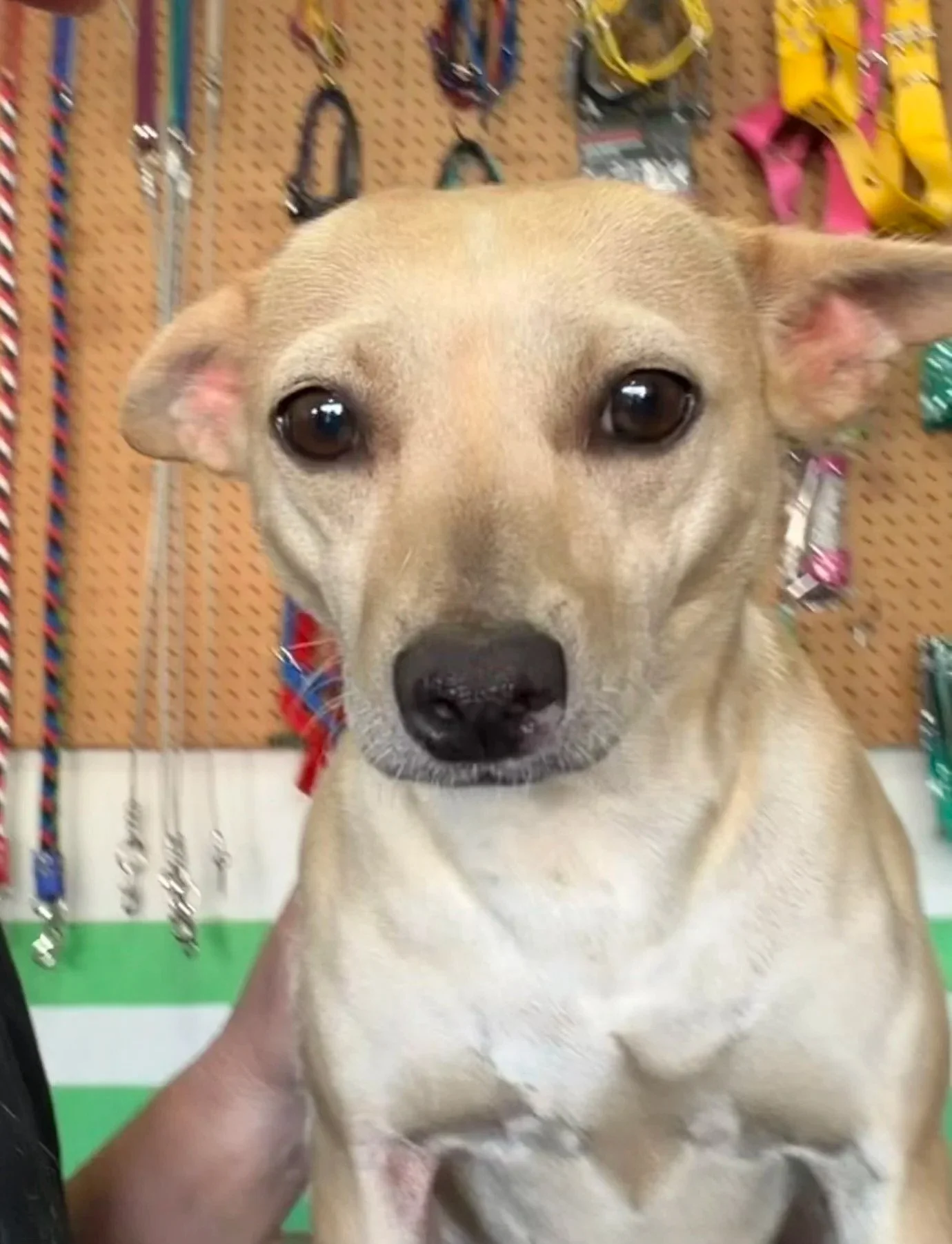 Chloe was hit by a car before she came to Travieso. After rebuilding her trust, she found her forever home in October 2026!