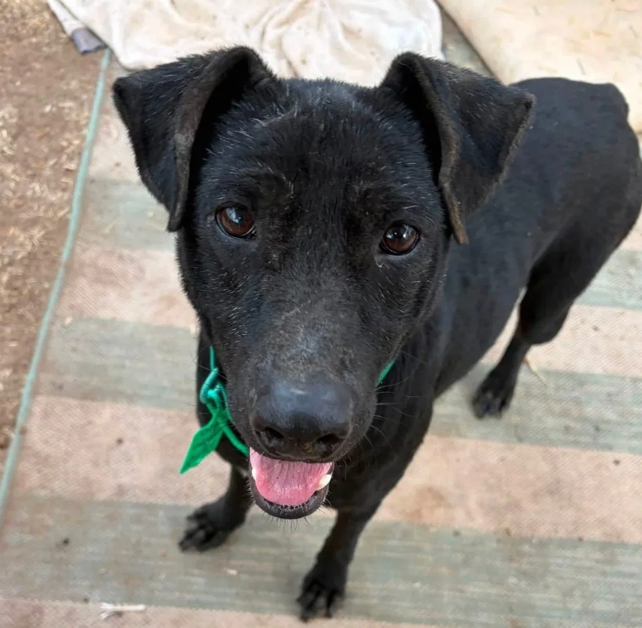 A black Lab and Terrier mix with a green bandana looking up at the camera
