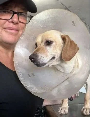 A tan Chihuahua and Dachshund mix wearing a recovery cone, held by Tamara