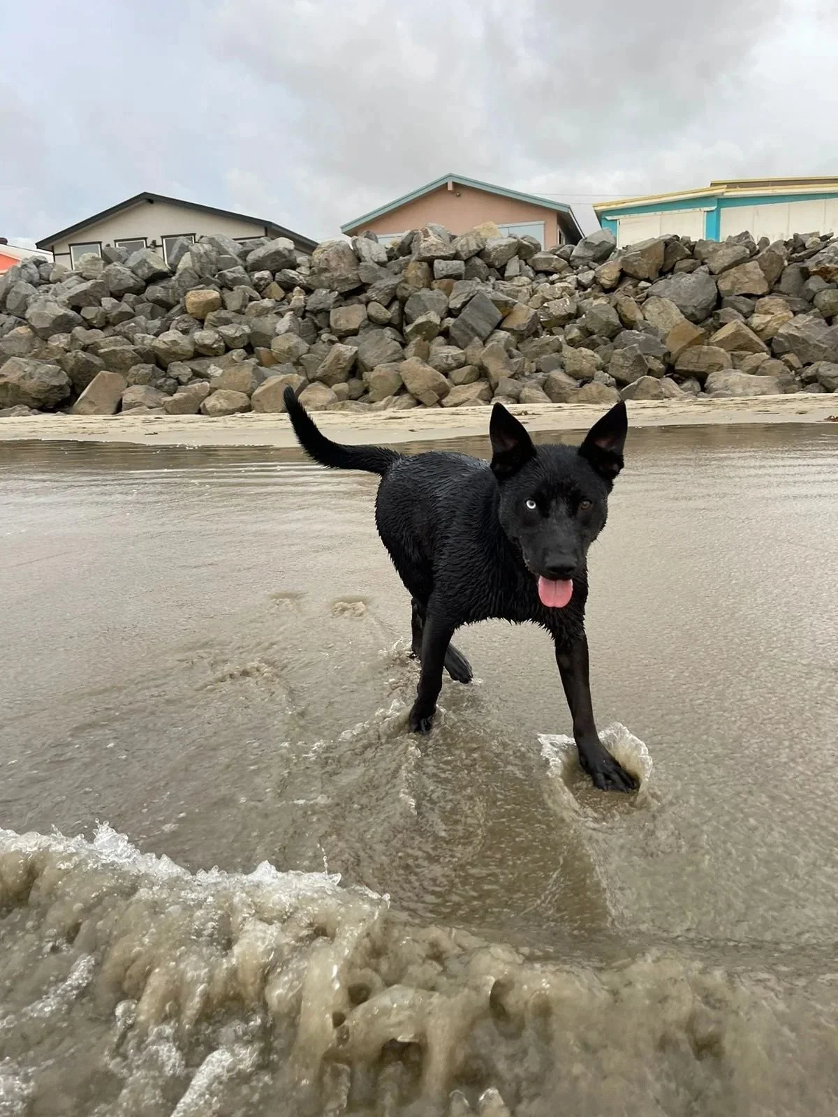 Zeus, a black shepherd mix, running on the beach