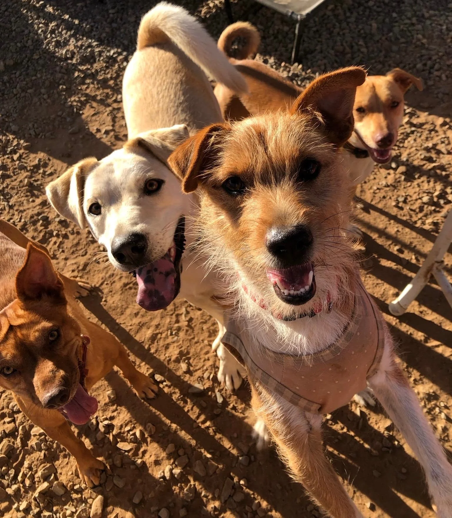 A woman holding two puppies on a beach with sand and the ocean in the background.