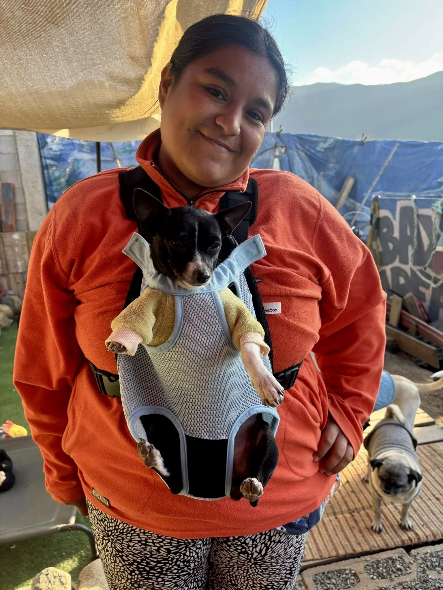 Two dogs sitting on a patterned rug, looking up at the camera with happy expressions, one cream-colored and the other black.