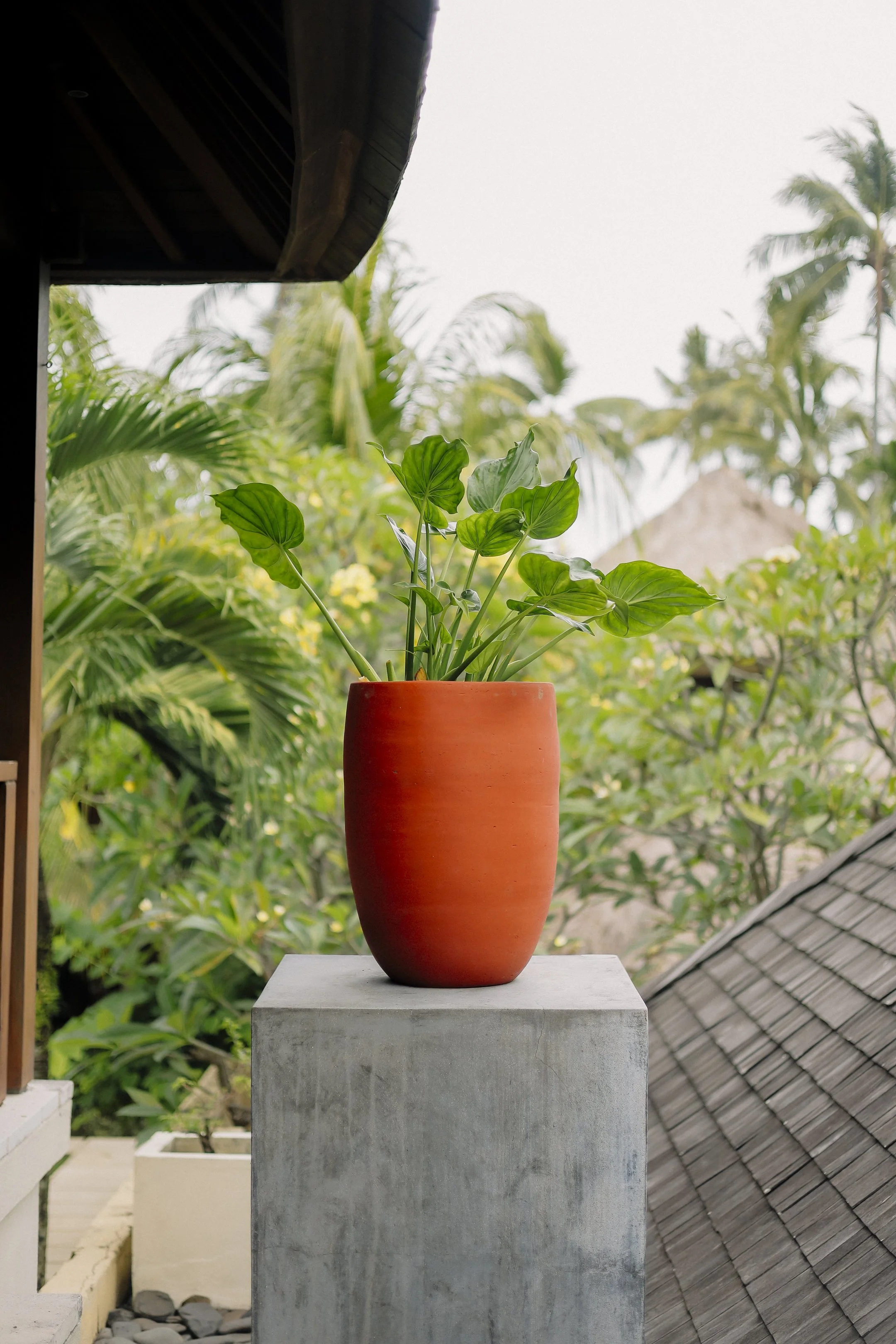 qamboja-spa-senggigi-vas-lombok-3.jpg