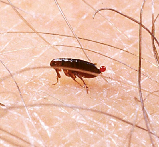 Cockroach crawling on human skin – pest problem example from All Around Termite & Pest Control in Pasco & Pinellas County, Florida