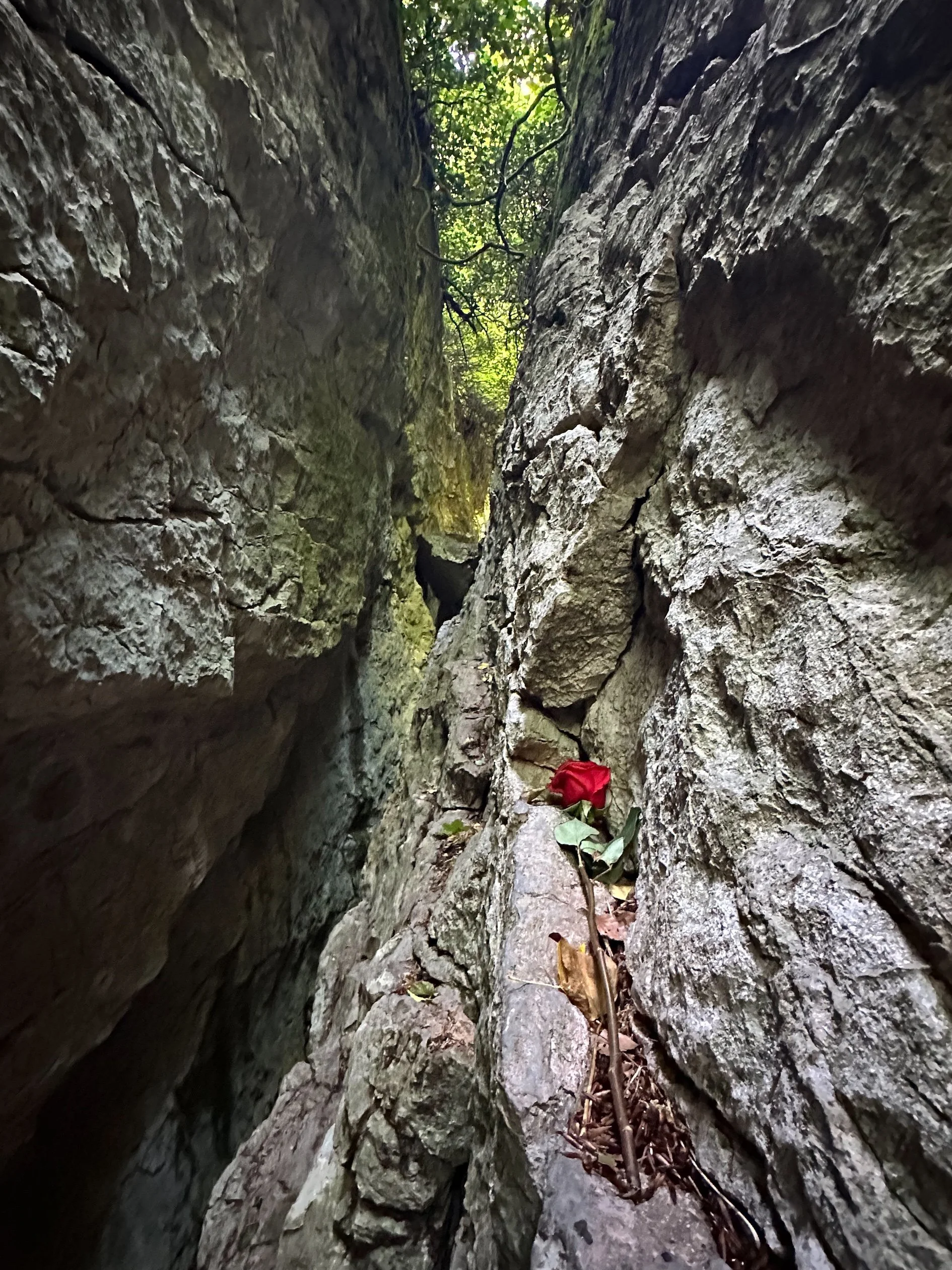 A rose in a stone cavern near the Magdalene cave in Sainte Baume in Provence.