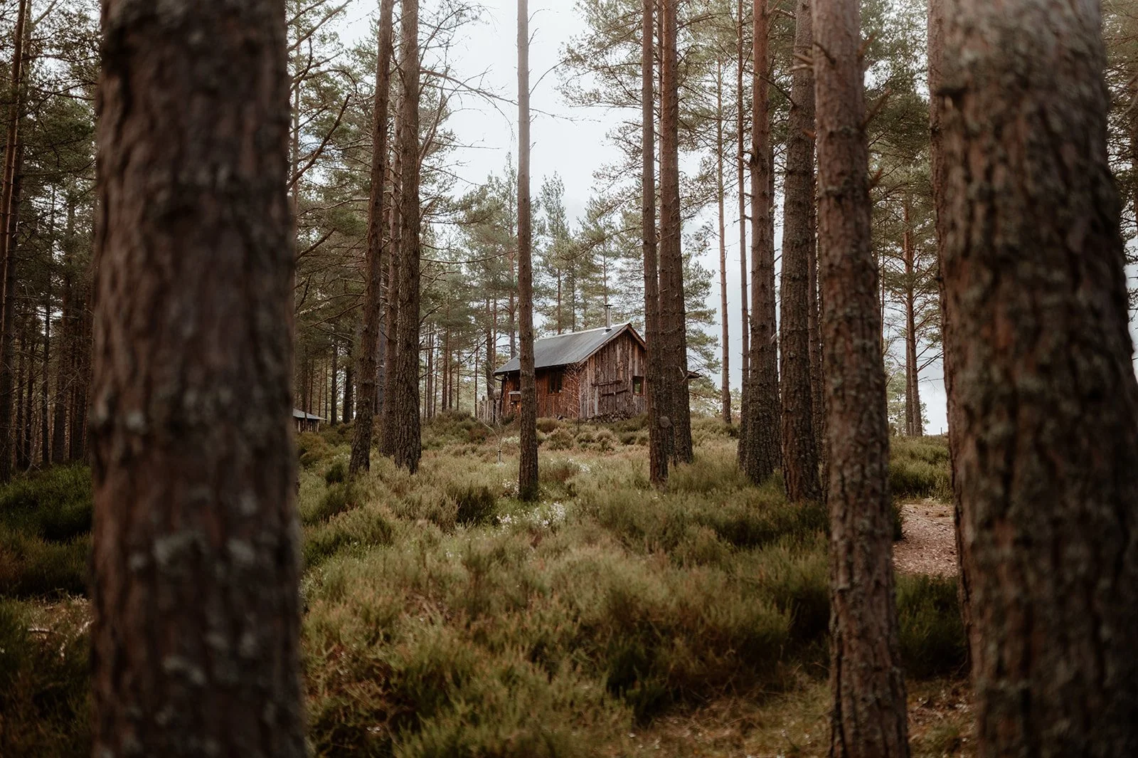 An off-grid hut in the middle of the forest with mountain views in the Cairngorms National Park