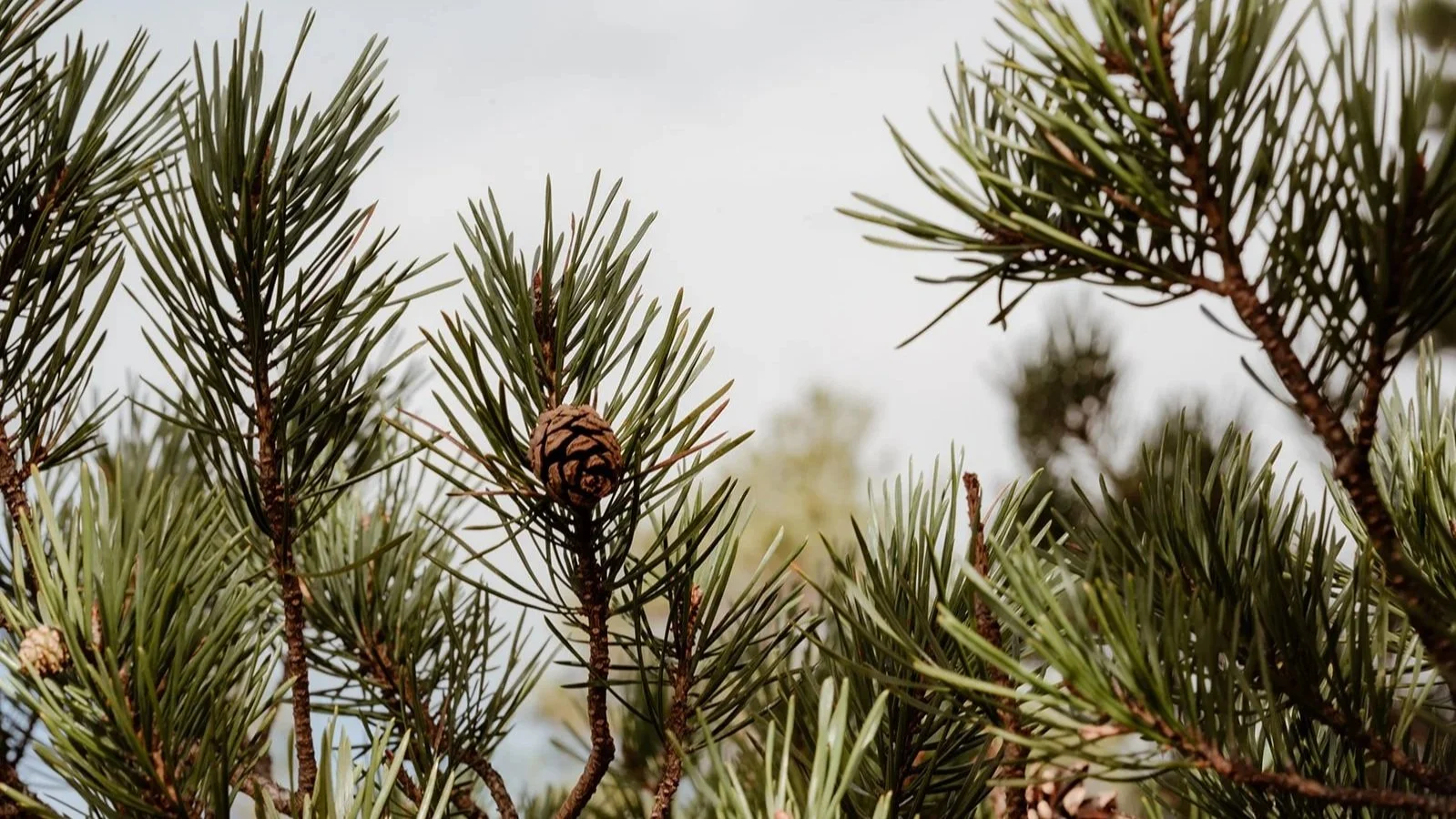 5 Best Short Walks for Stargazing in the Cairngorms | Scotlands Dark Sky Parks