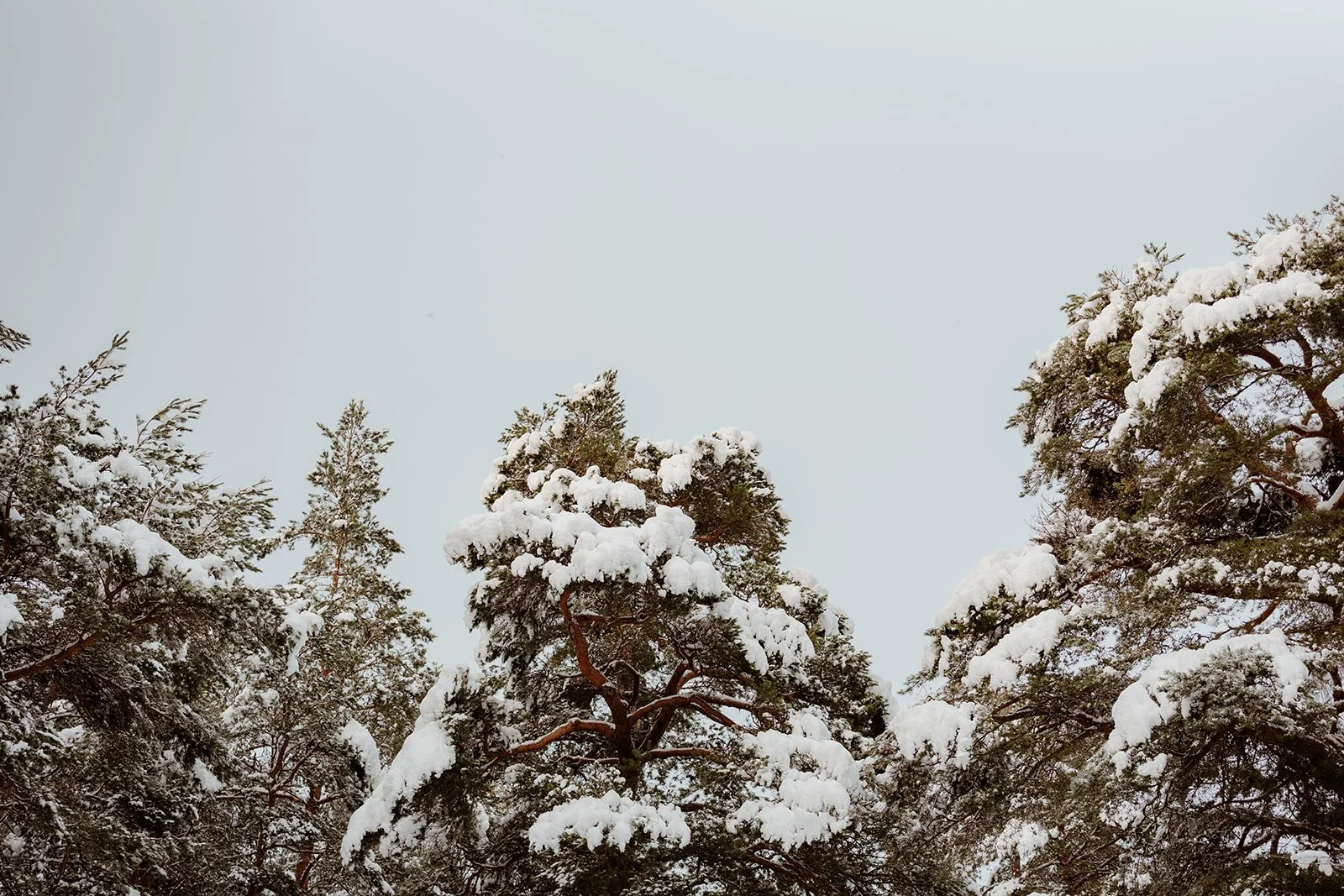 Top 5 Things to Do in the Cairngorms in Winter